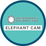 livestream of elephants at the National Zoo