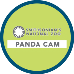 livestream of pandas at the National Zoo